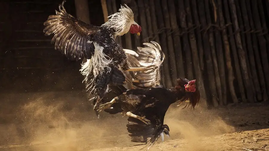 80 màu mạng gà đá – tổng hợp và phân tích chi tiết