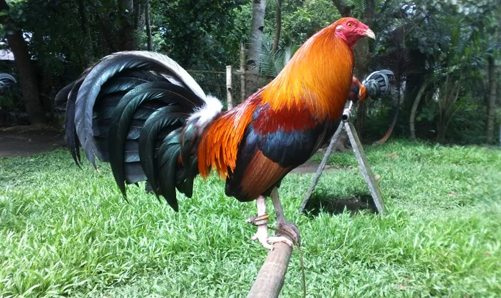 Chế độ nuôi gà tre đá