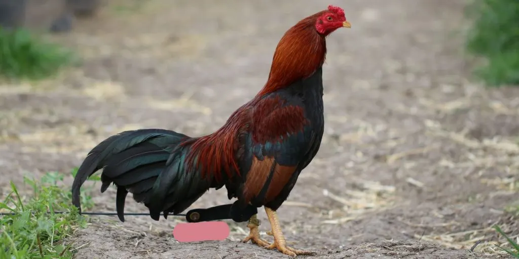 Chia sẻ cách nuôi gà đá cựa sắt hiệu quả