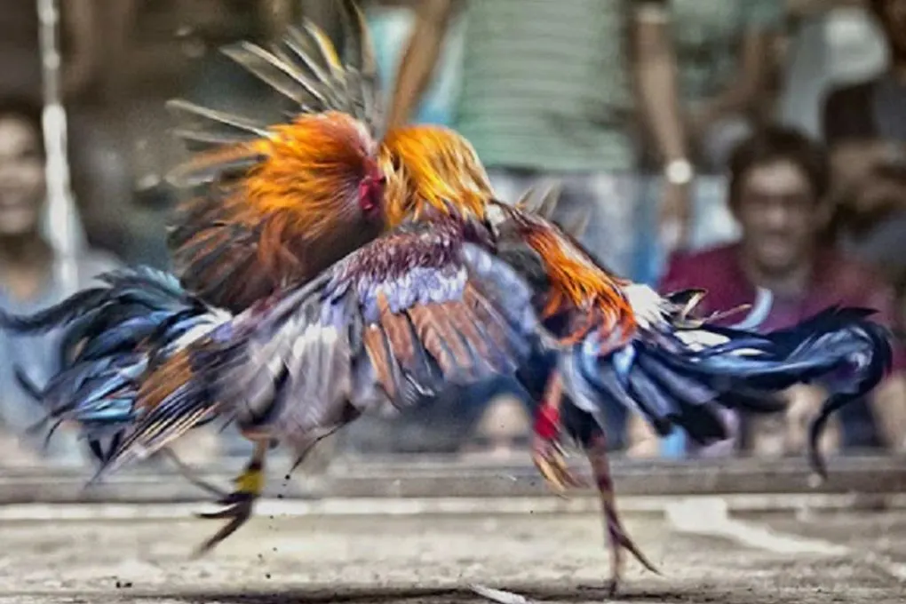 Lưu ý khi xem ngày đi đá gà – Tránh mắc sai lầm phổ biến