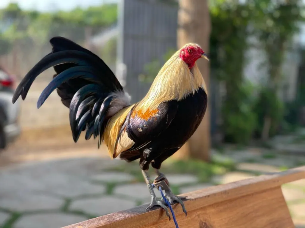 Mô tả chi tiết giống gà đá tốt